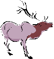 Caribou