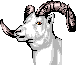 Big Horn Sheep