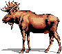 Moose